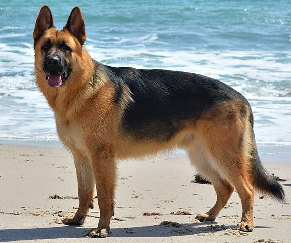 My BG Dog